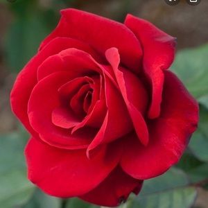 Meet your Posher, Jas